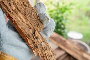 termite damage to wood