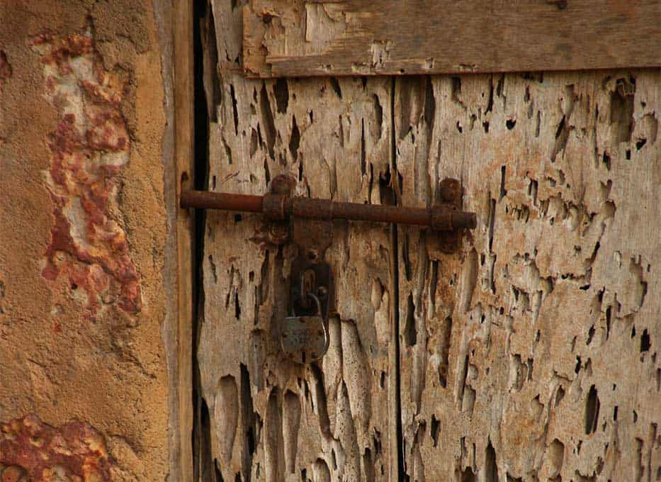woodworm holes in old door